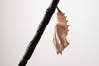 pophuid dagpauwoog (Aglais io) 8-2017 3460